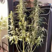 Gorilla Z Grow