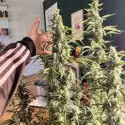 Gorilla Z Grow