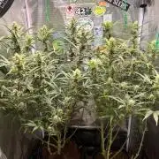 Gorilla Z Grow