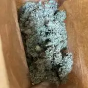 Gorilla Z Grow