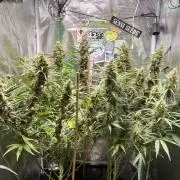 Gorilla Z Grow