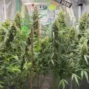 Gorilla Z Grow