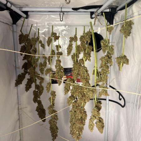 Gorilla Z Grow