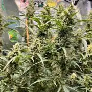 Gorilla Z Grow