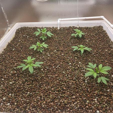 Red Sonja by Kosher Panda (Tester Grow)