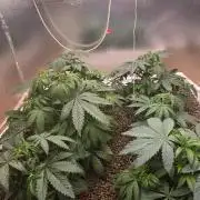 Red Sonja by Kosher Panda (Tester Grow)