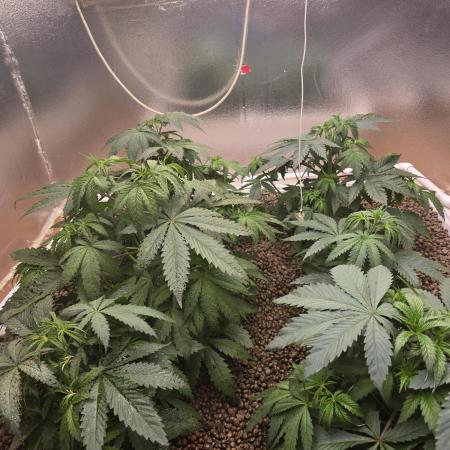 Red Sonja by Kosher Panda (Tester Grow)
