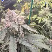 Red Sonja by Kosher Panda (Tester Grow)