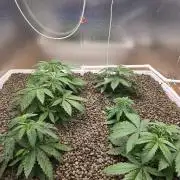 Red Sonja by Kosher Panda (Tester Grow)