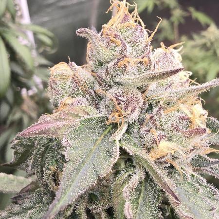 Red Sonja by Kosher Panda (Tester Grow)