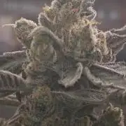 Red Sonja by Kosher Panda (Tester Grow)