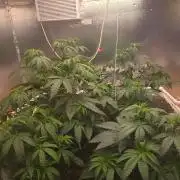 Red Sonja by Kosher Panda (Tester Grow)