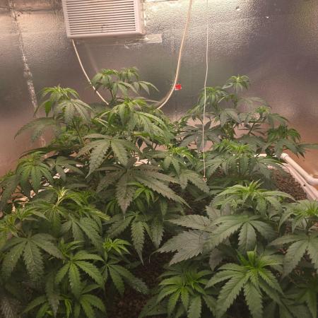 Red Sonja by Kosher Panda (Tester Grow)