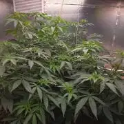 Red Sonja by Kosher Panda (Tester Grow)