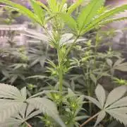 Red Sonja by Kosher Panda (Tester Grow)