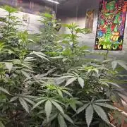 Red Sonja by Kosher Panda (Tester Grow)