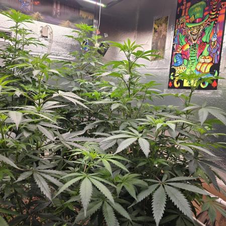 Red Sonja by Kosher Panda (Tester Grow)