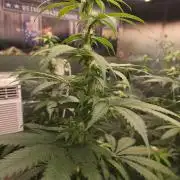 Red Sonja by Kosher Panda (Tester Grow)