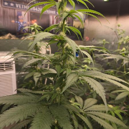 Red Sonja by Kosher Panda (Tester Grow)