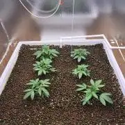 Red Sonja by Kosher Panda (Tester Grow)
