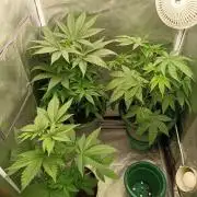 NL • Pink Gasoline • Eleven Roses