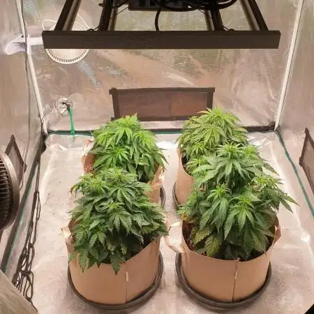 gelato autos from mediseedman