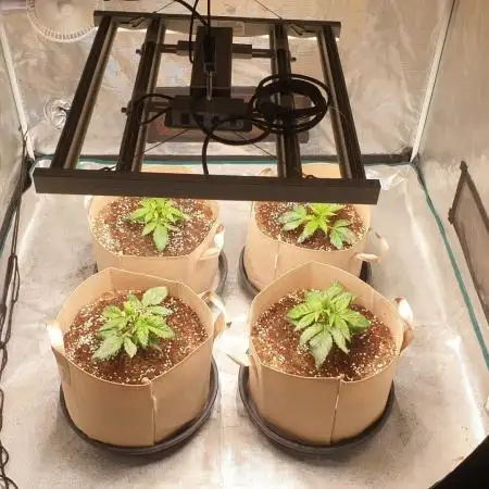 gelato autos from mediseedman