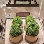 gelato autos from mediseedman