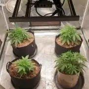 blue berry dragon fires