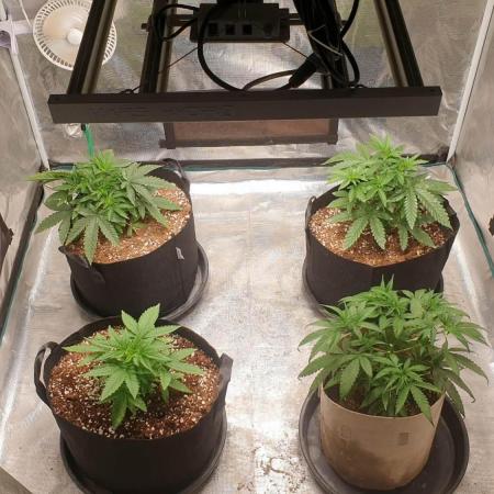 blue berry dragon fires