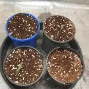 blue berry dragon fires