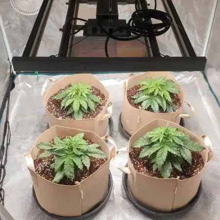 gelato autos from mediseedman