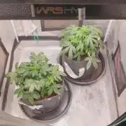 zkittlez autos from mediseedman