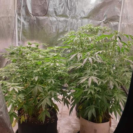 blue berry dragon fires