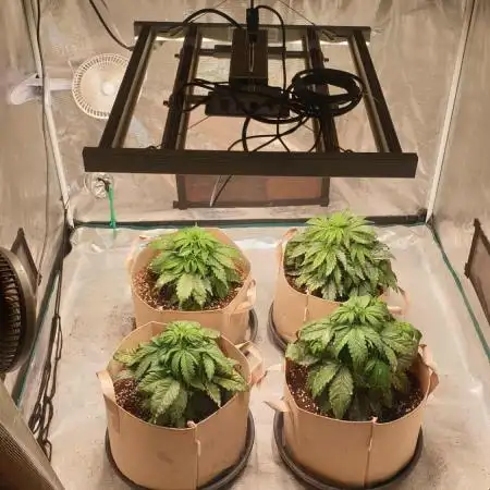 gelato autos from mediseedman