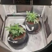 zkittlez autos from mediseedman