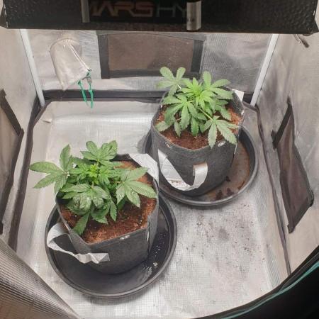 zkittlez autos from mediseedman