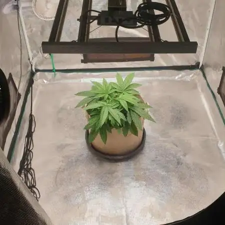 Chimera