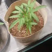 blue berry dragon fires