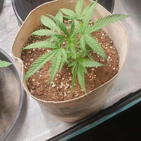 blue berry dragon fires