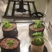 blue berry dragon fires