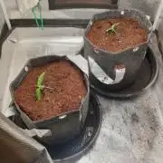 zkittlez autos from mediseedman