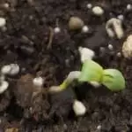 First try 