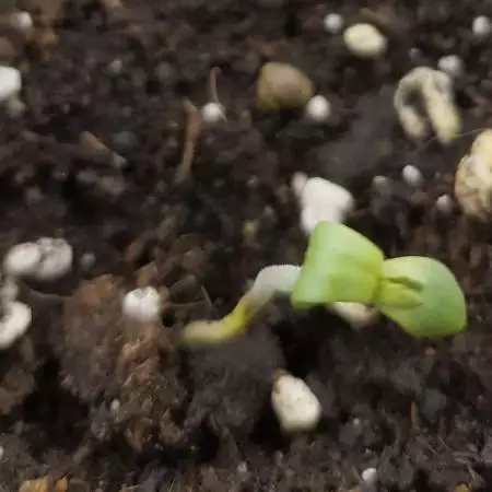First try 