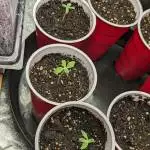 Iceberg Slim 2023 Testers