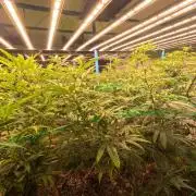 (notill) permanent marker rbx1