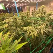 (notill) permanent marker rbx1