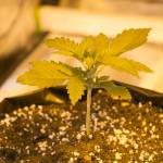 Glorious grow