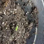 Blue Haze x Gelato #41 Auto