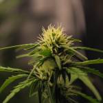 Apricot Auto